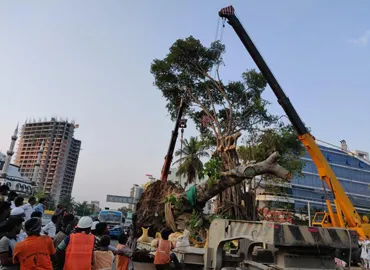 Tree Replacement