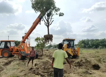 Tree Replacement