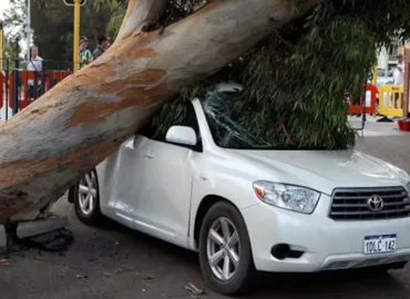 Tree Care Services