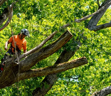 Commercial Tree Services