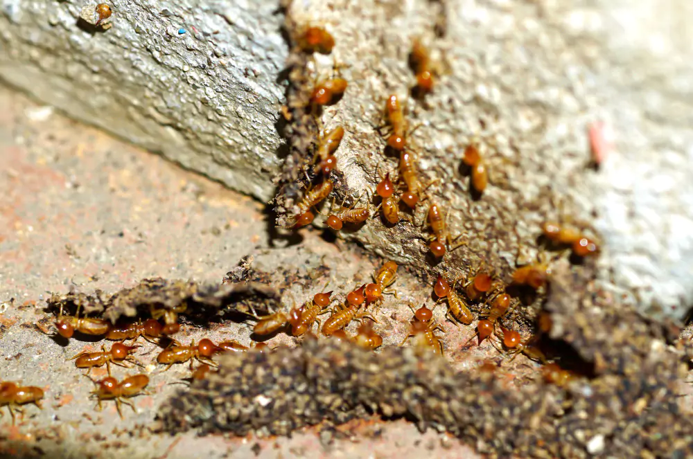 Termite Pest Control Services in Hyderabad