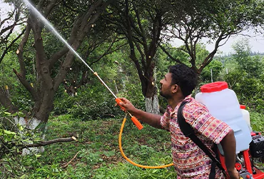 Tree Care Services