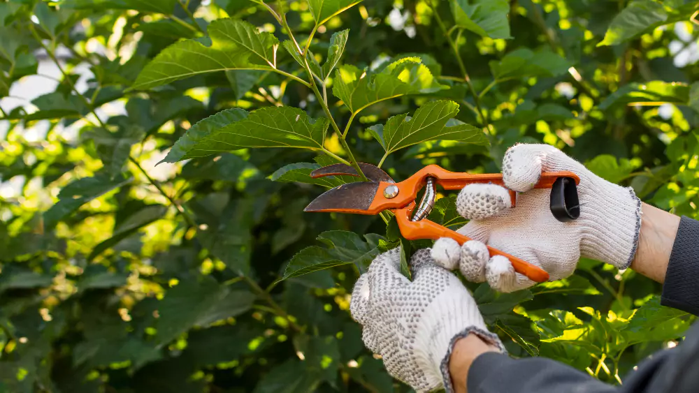 Tree Pruning Services in Hyderabad