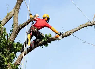 Tree Care Services