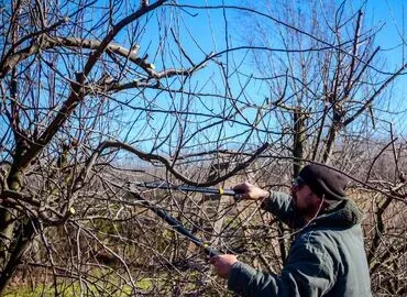 Tree Trimming